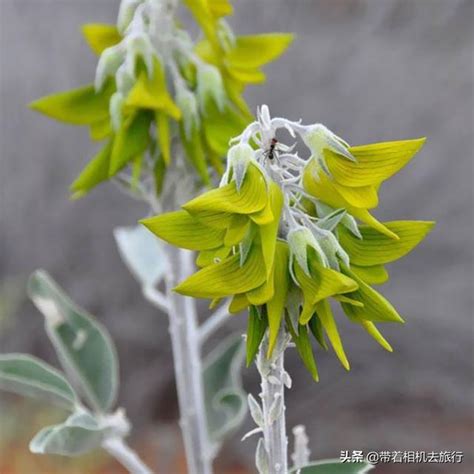 長得像鳥的花